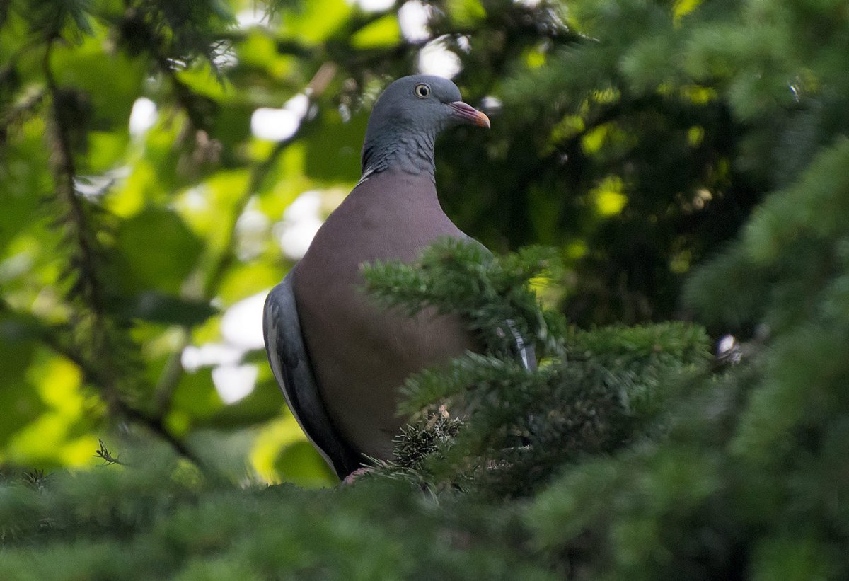 Дикий голубь вяхирь