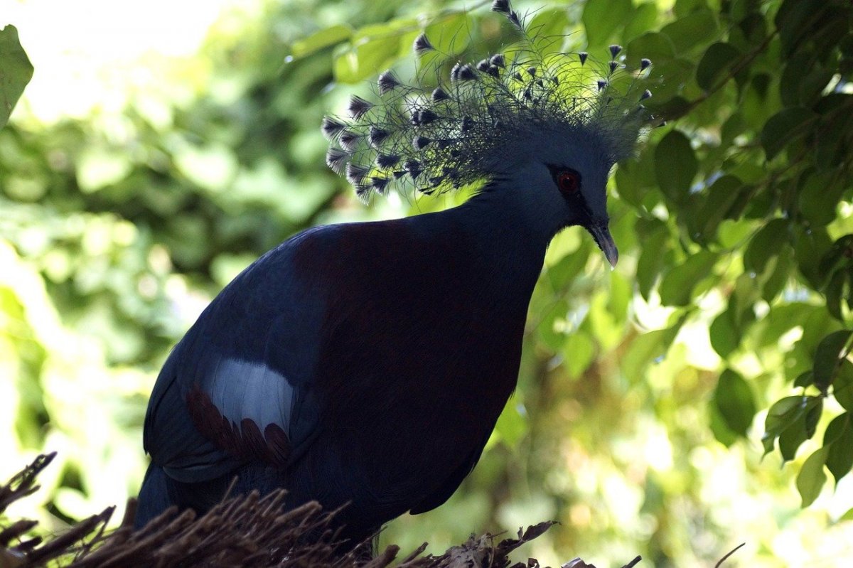 Голос дикой горлицы