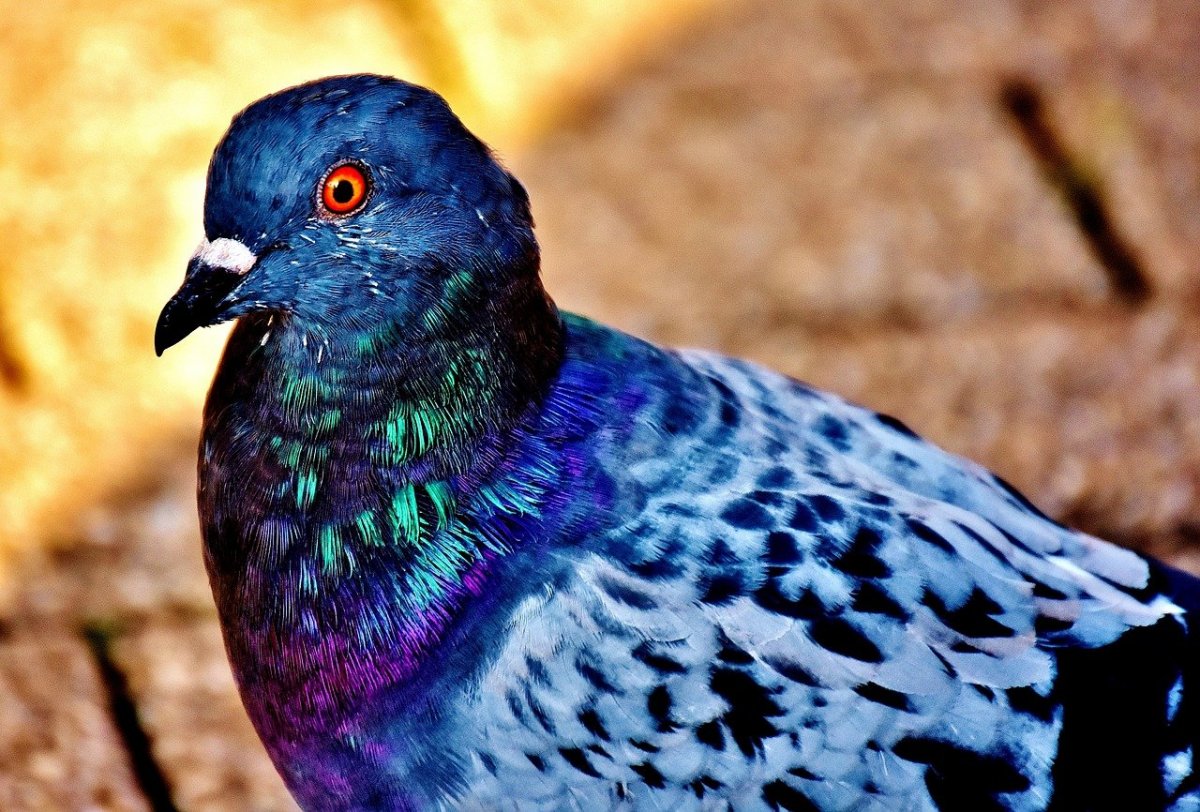 Сизый голубь пятнистый