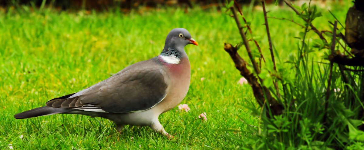 Дикий голубь вяхирь