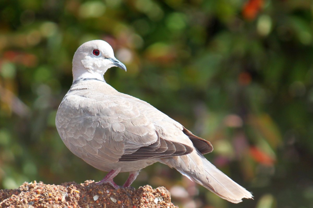 Дикий голубь Горлица