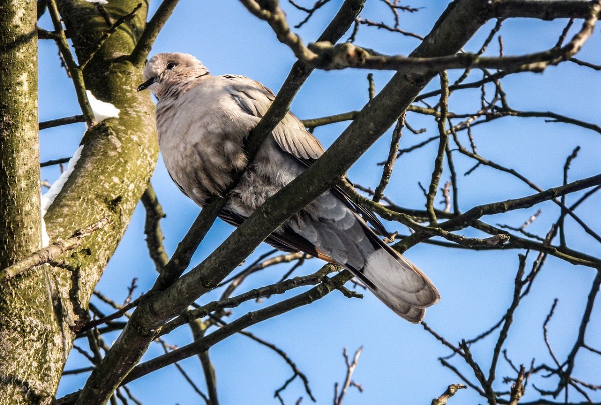 Большой венценосный голубь