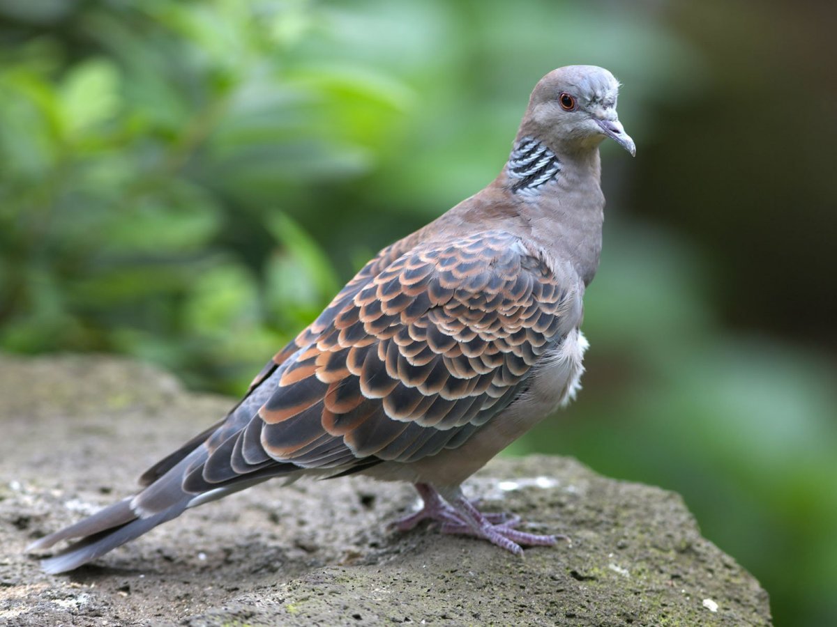 Горный голубь фото