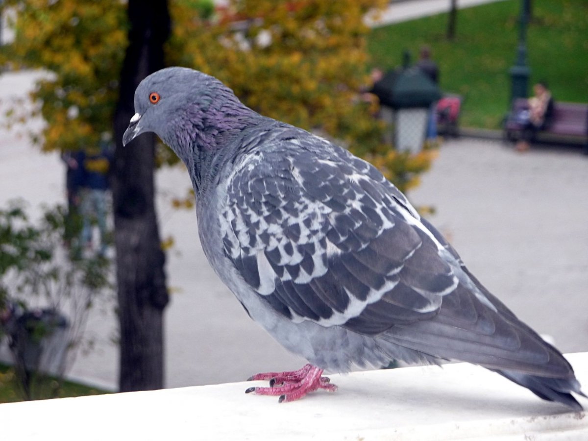 Красноглазая Горлица