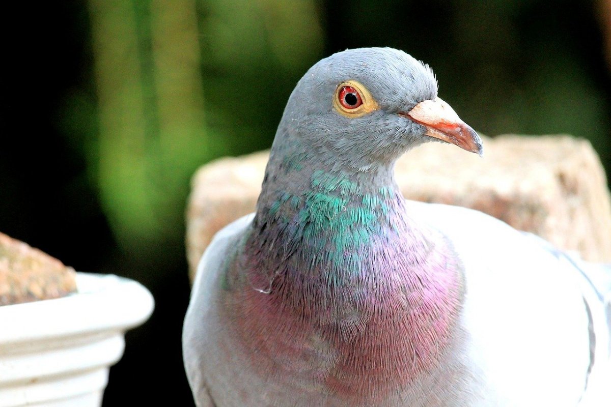Вяхирь голубь в полете