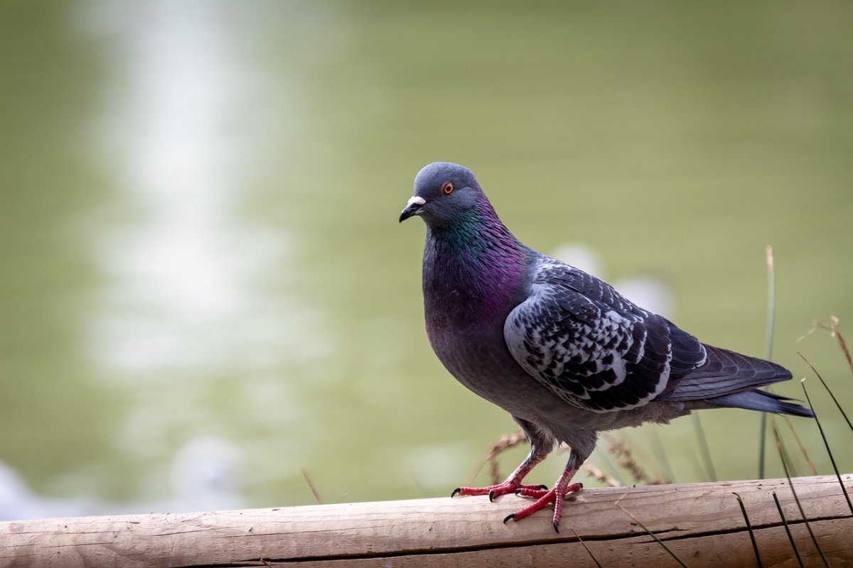 Мурые голуби фото