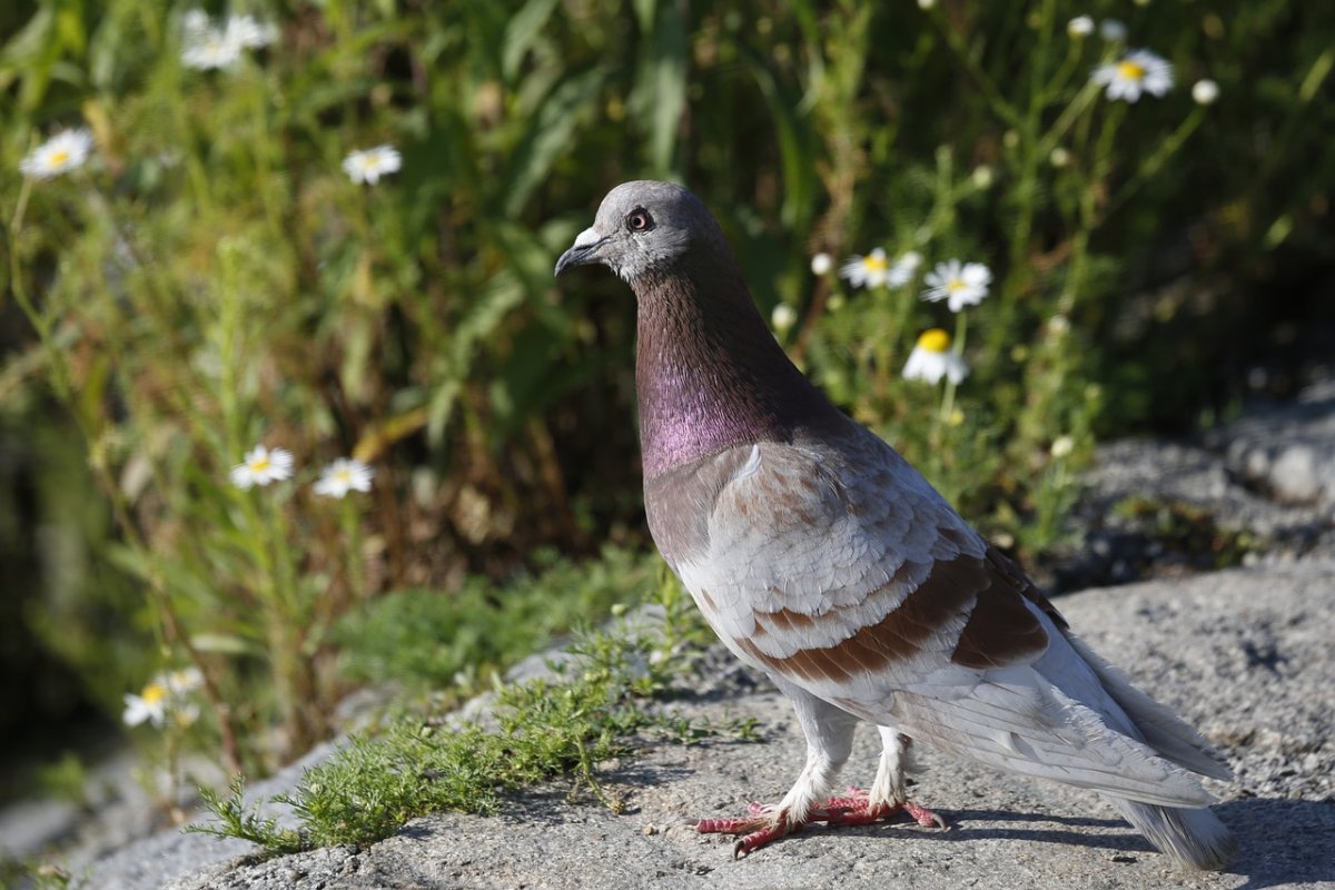 Victoria crowned Pigeon