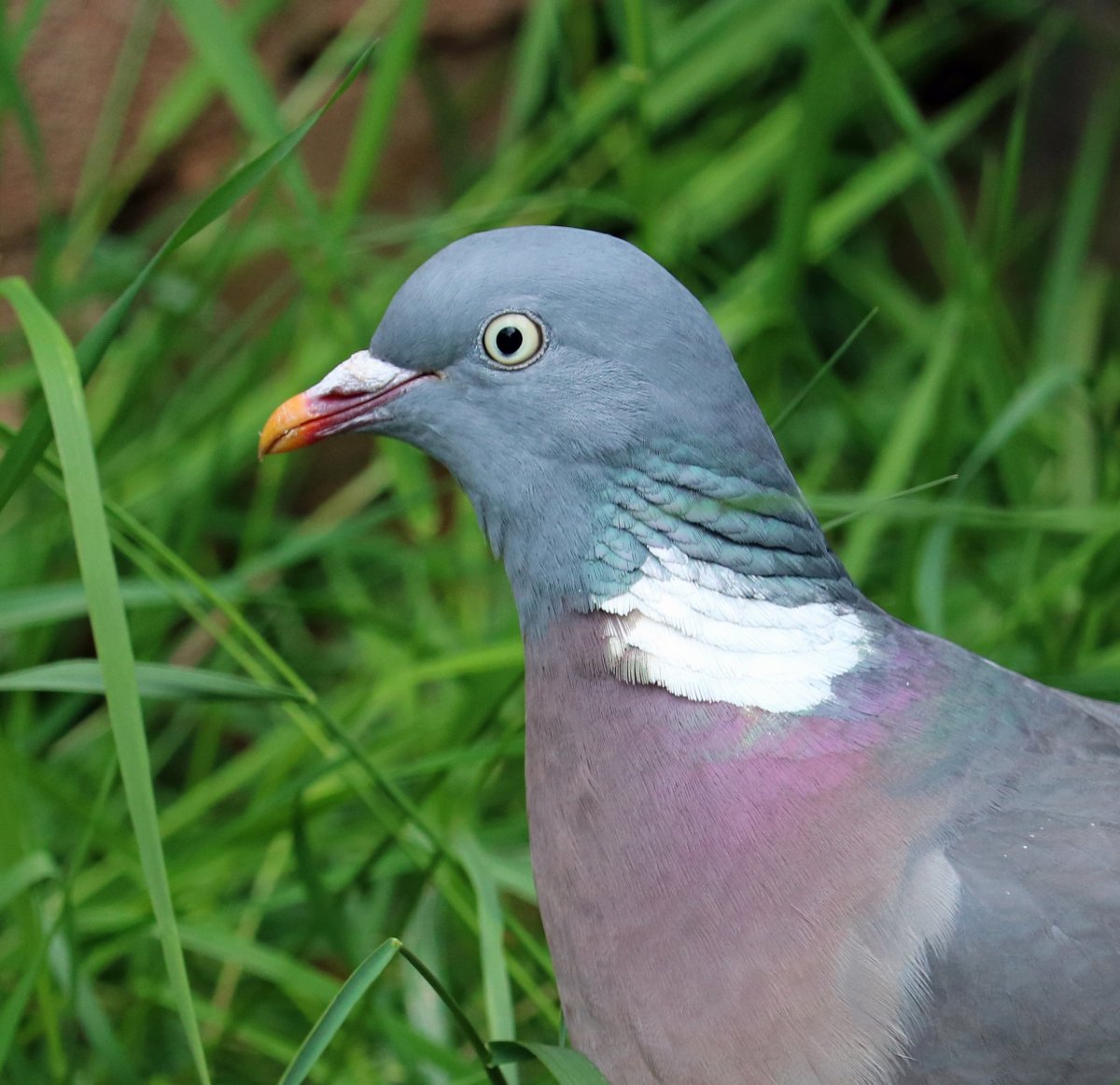 Дикий голубь сизарь