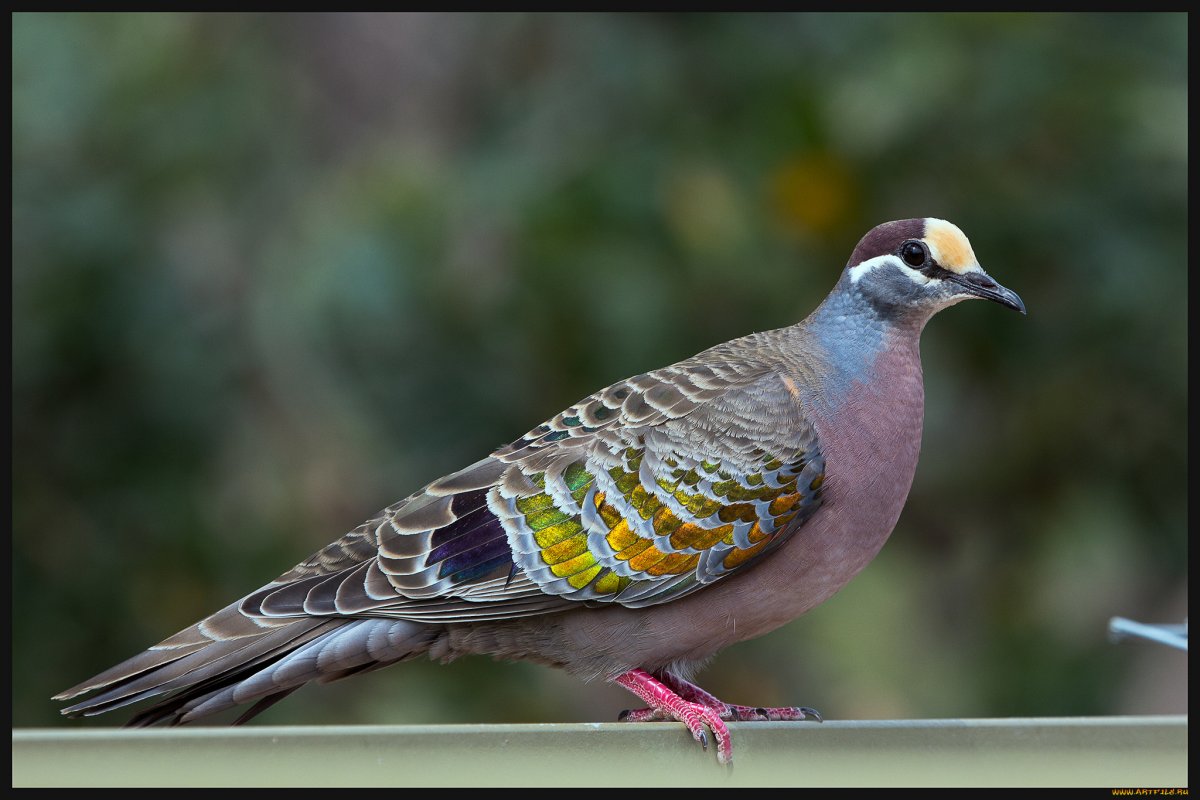 Птица с холодным видом
