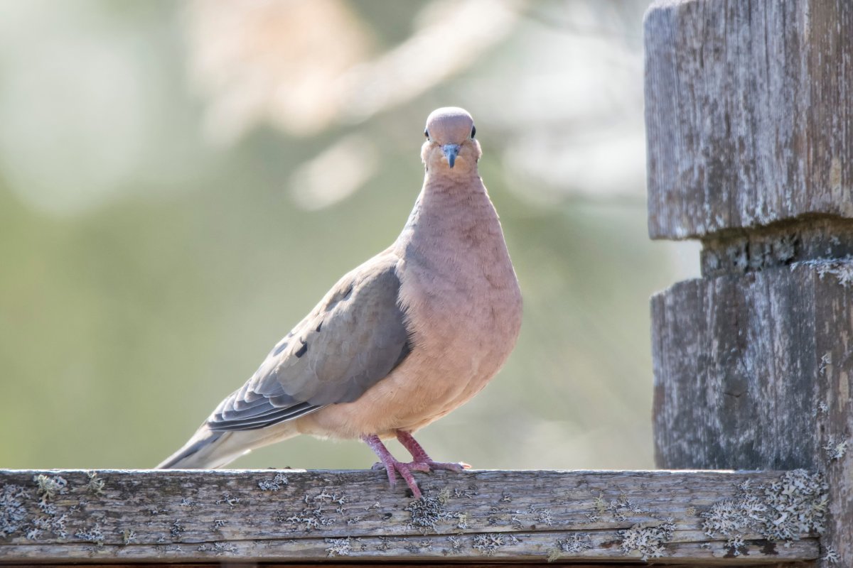 Венценосный голубь птенец