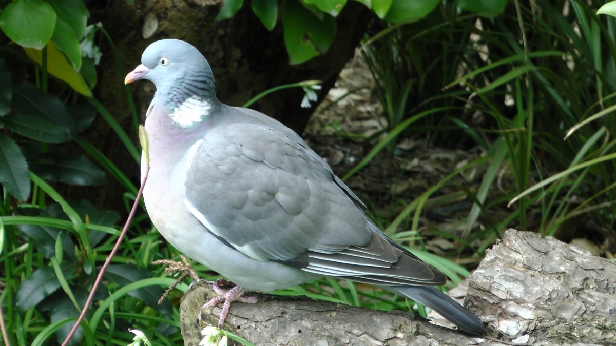 Венценосный Павлин