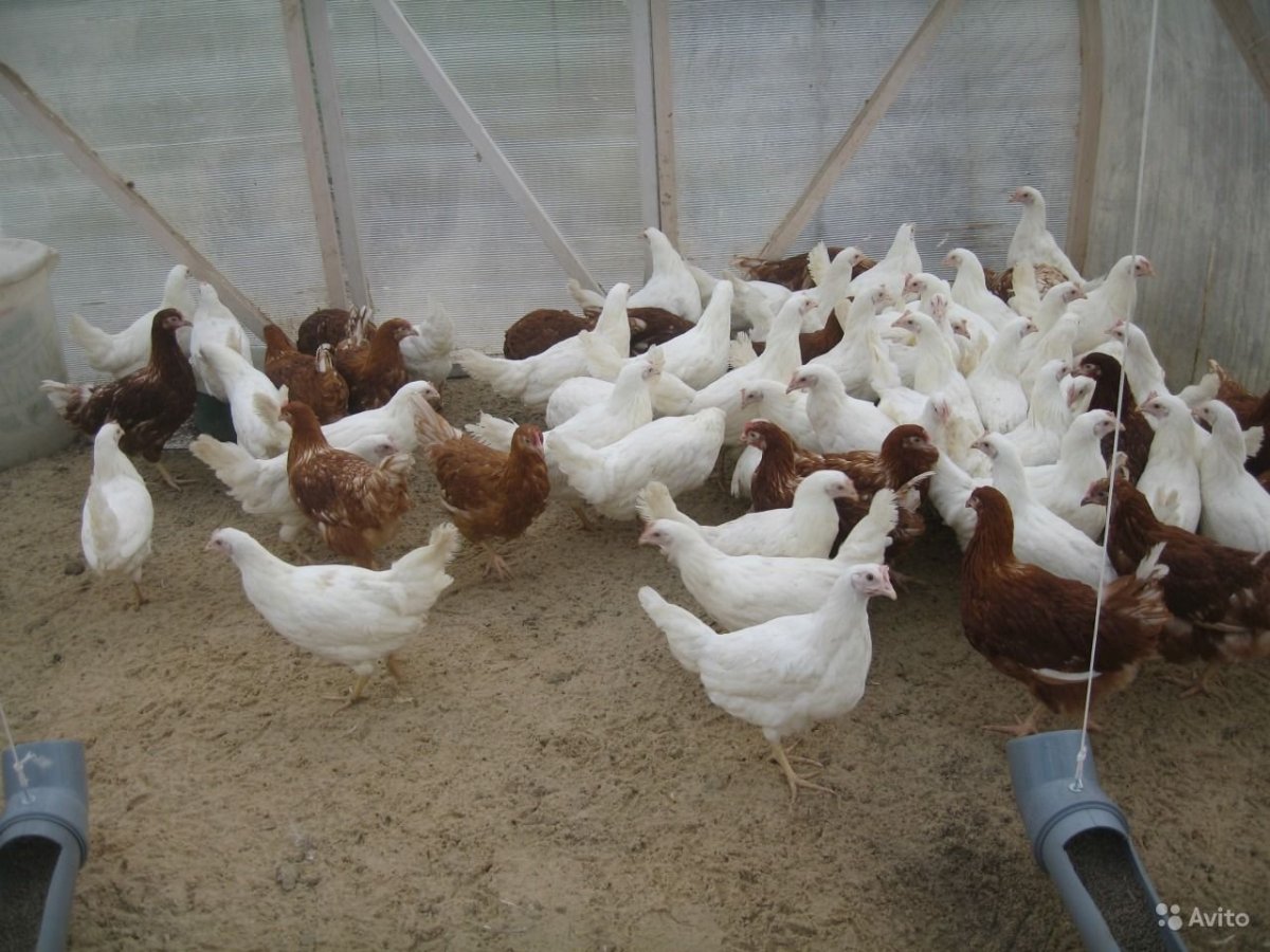 Куры несушки породы Леггорн