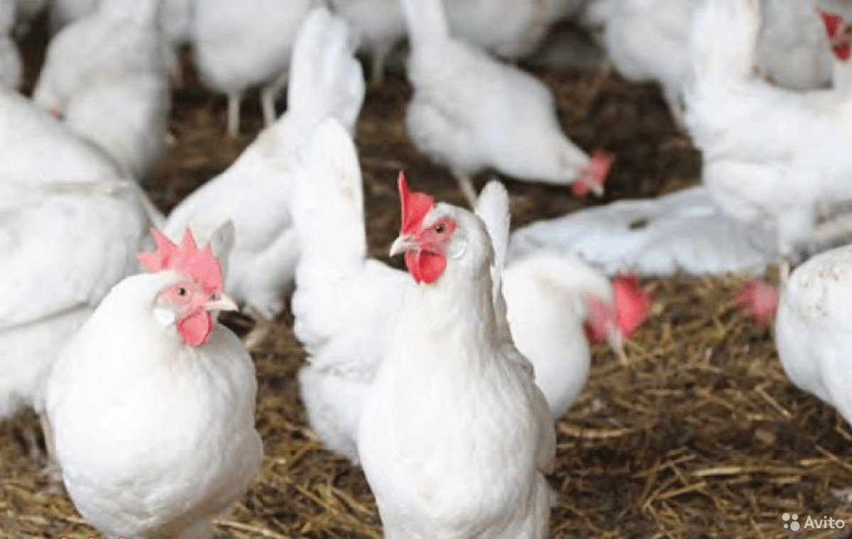 Куры Хайсекс Уайт