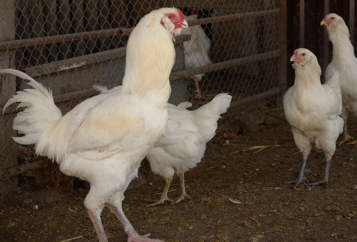 Хайсекс и Леггорн