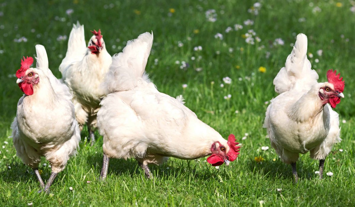 Куры несушки Суссекс