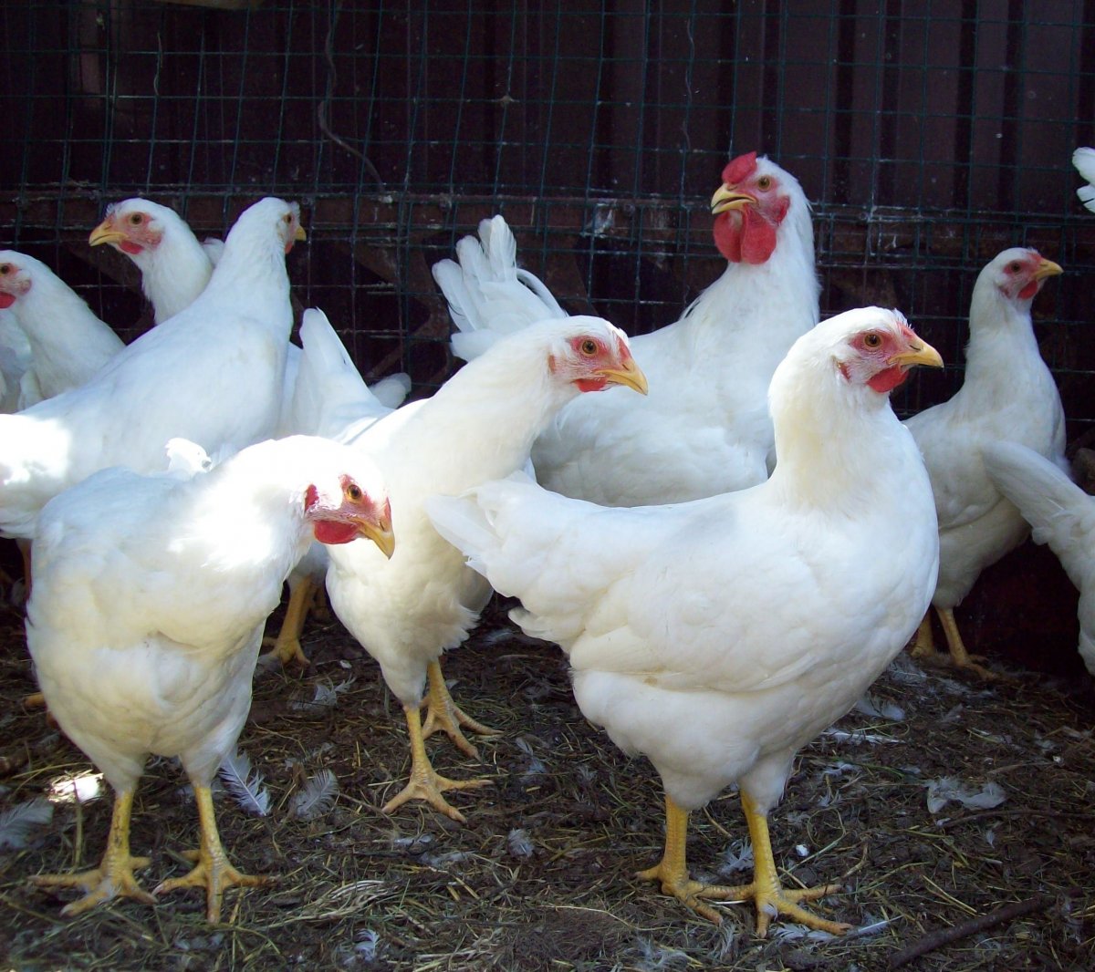 Порода курей Московская белая