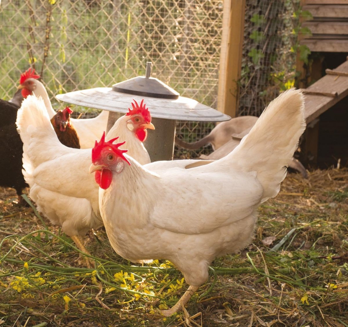 Декалб Уайт порода