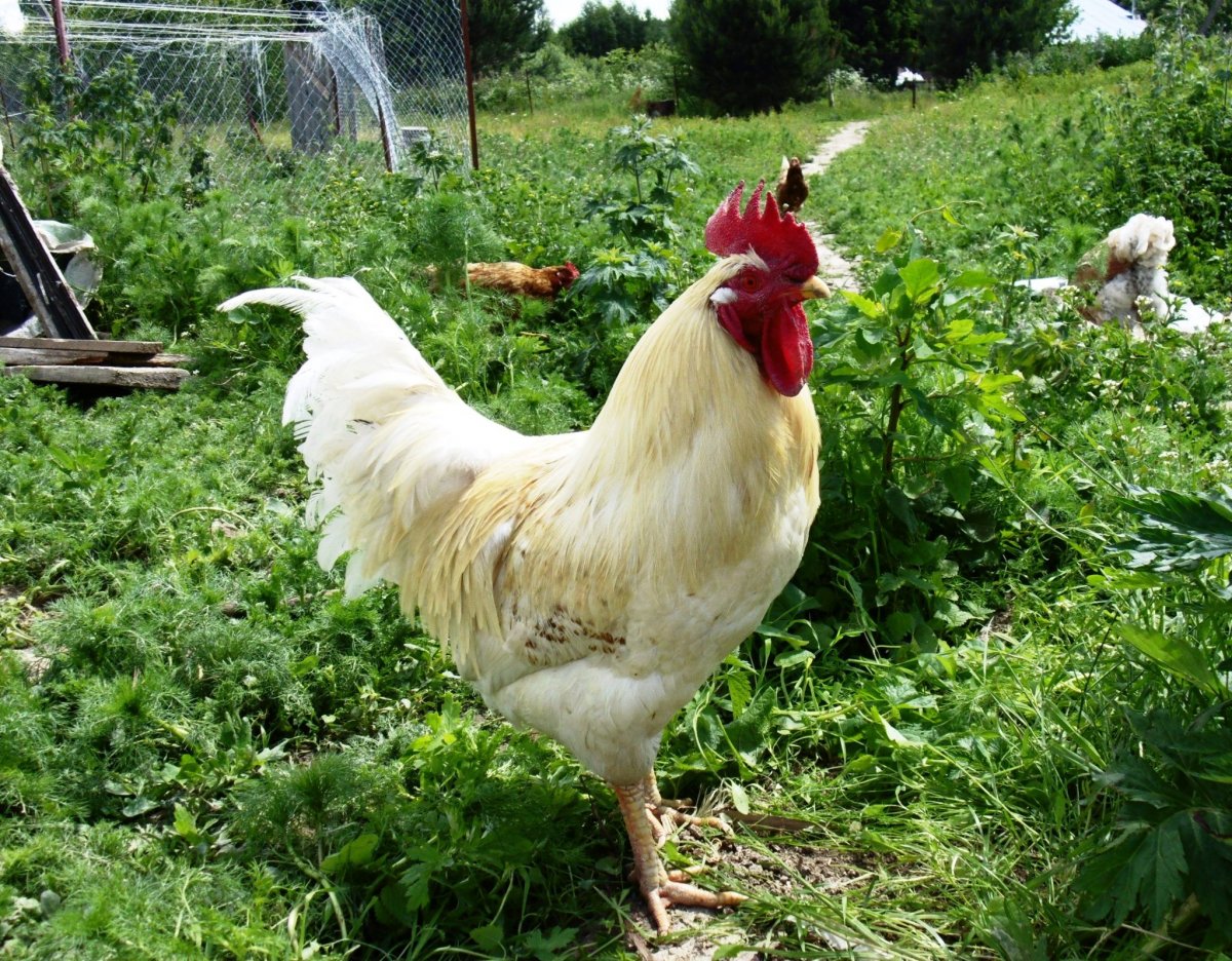 Белый Леггорн порода кур