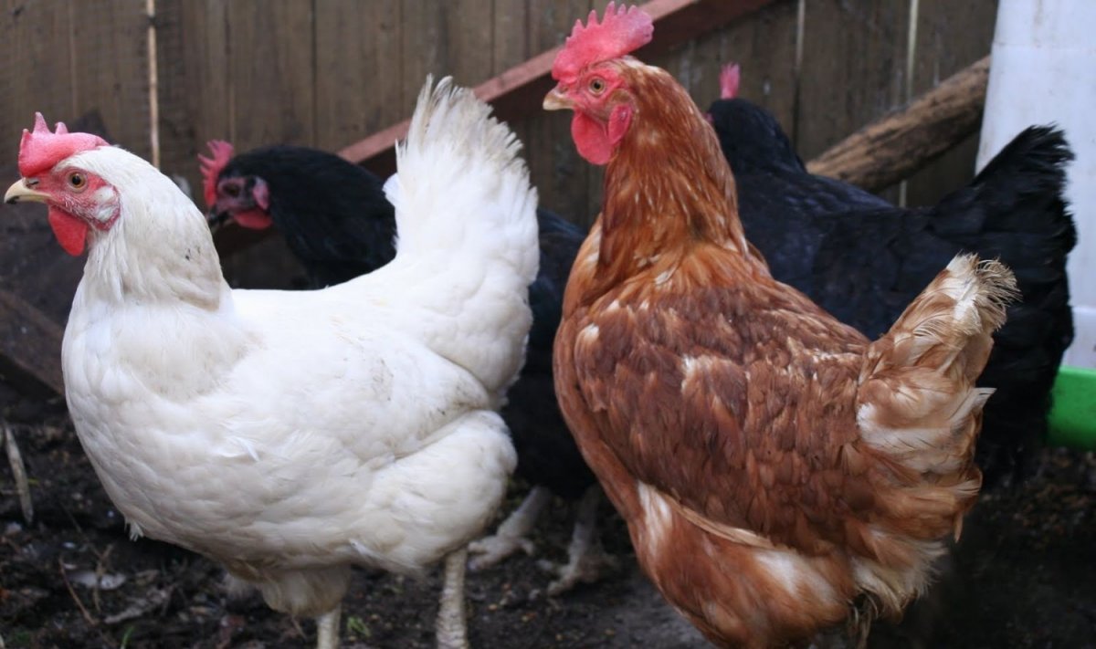 Хайсекс и Леггорн