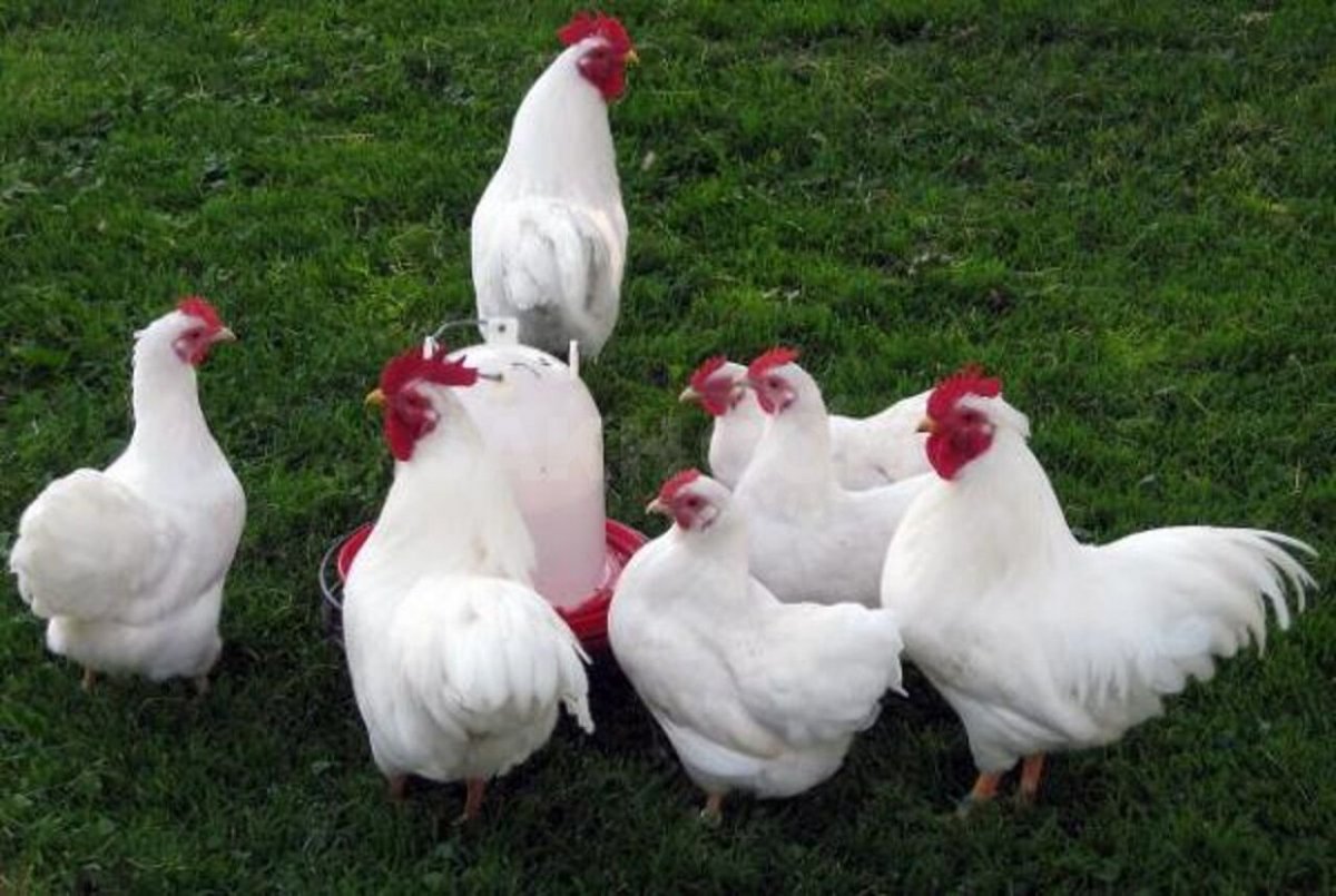 Несушка Декалб Уайт