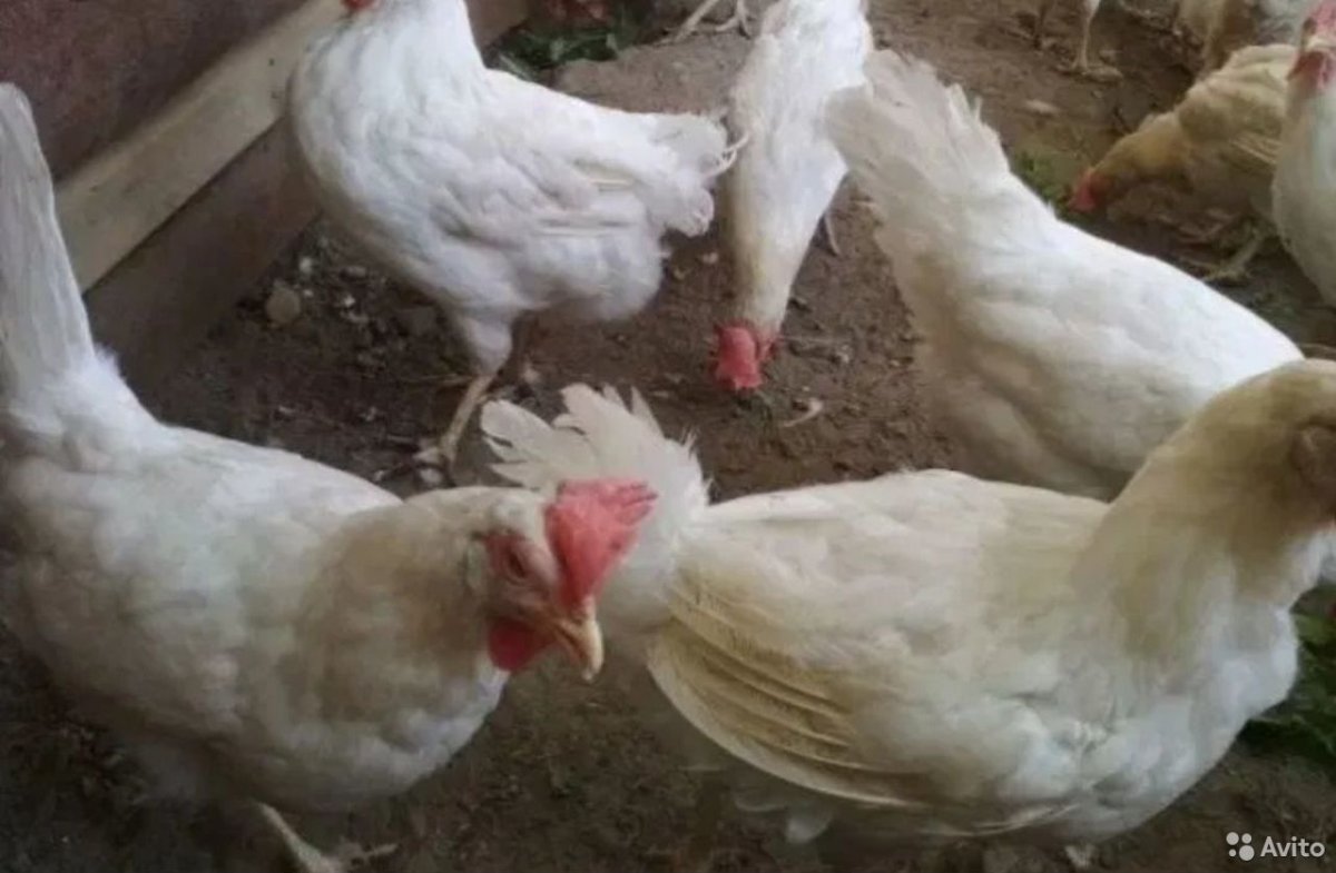 Куры на улице