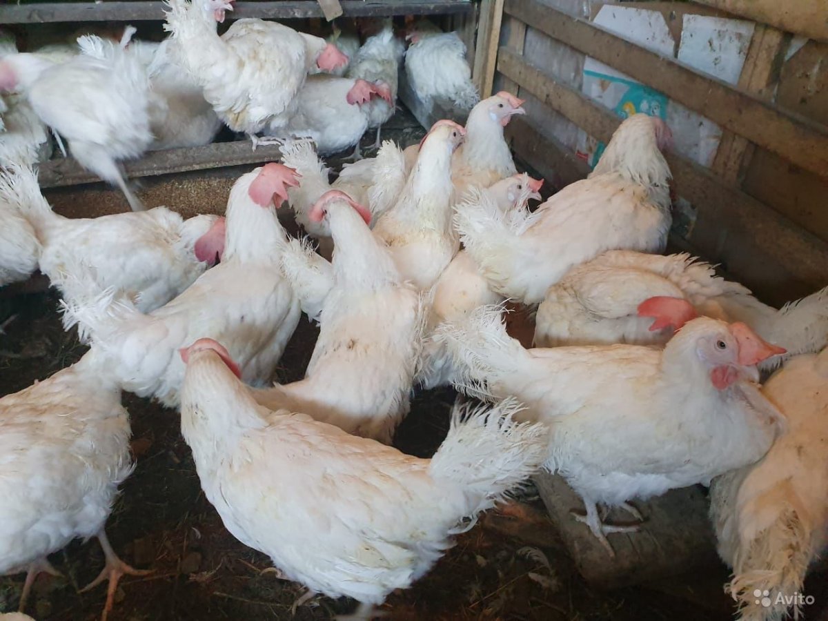 Куры породы Хайсекс Уайт
