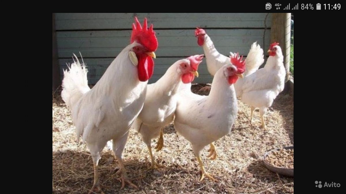 Хайсекс Ломан