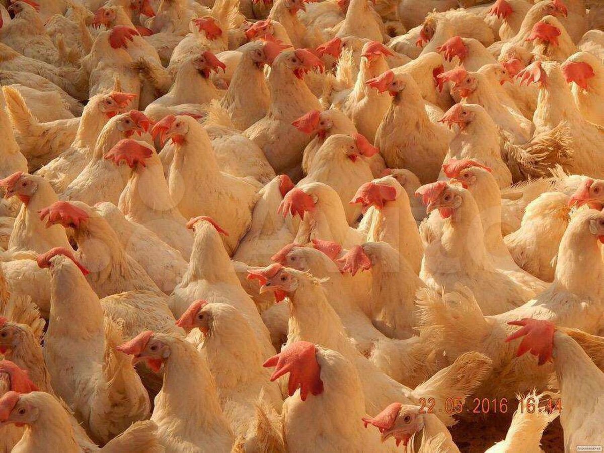 Хайсекс Ломан