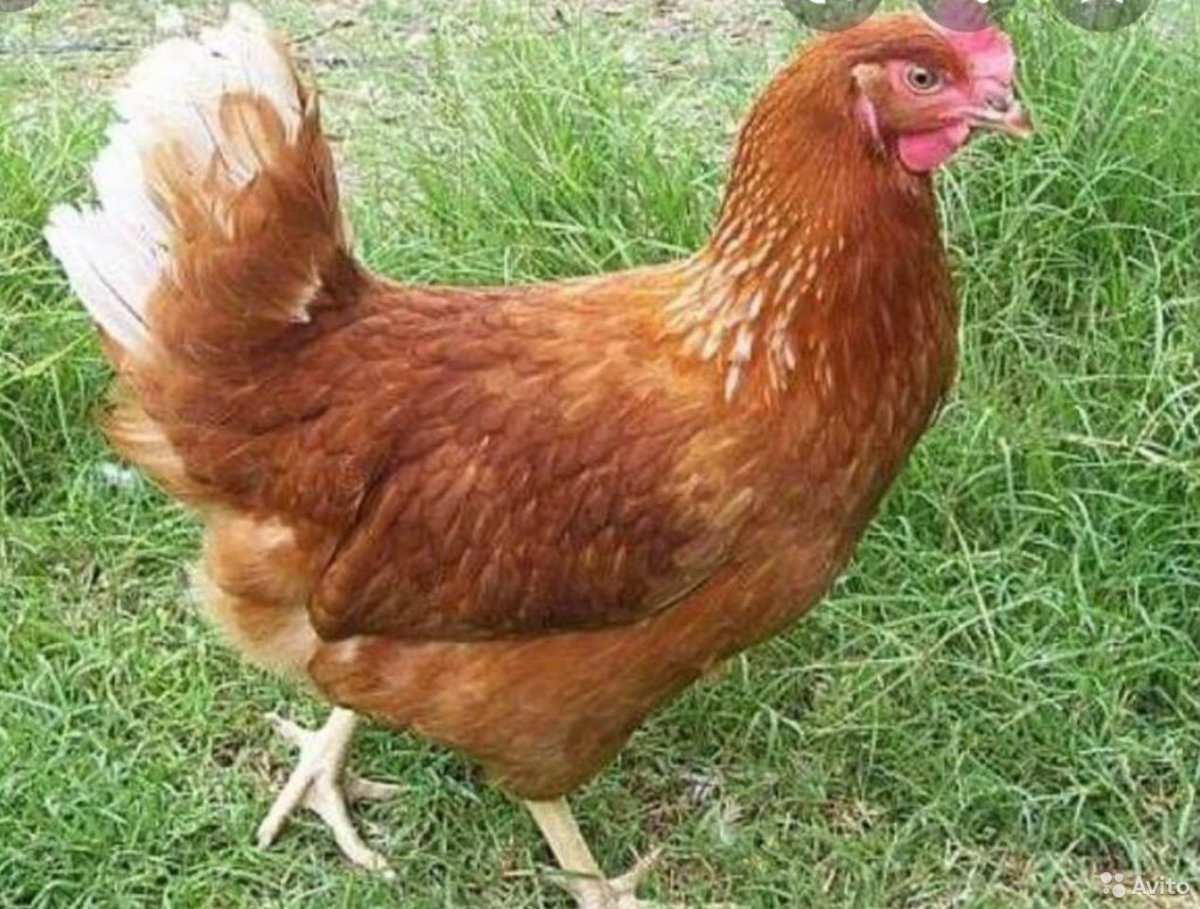 Порода кур Декалб Уайт