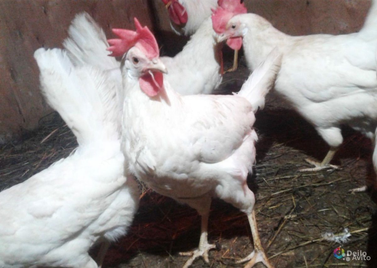 Куры Леггорн Браун