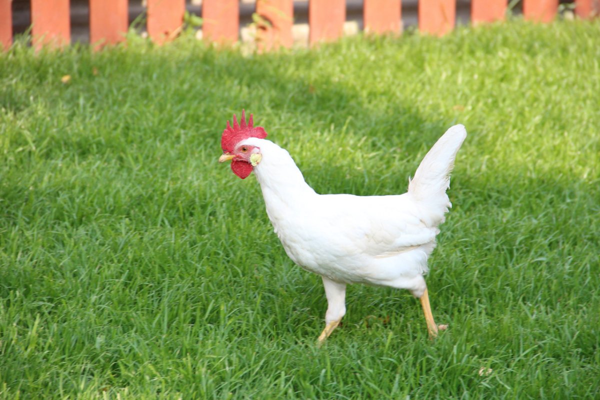 Куры Леггорн