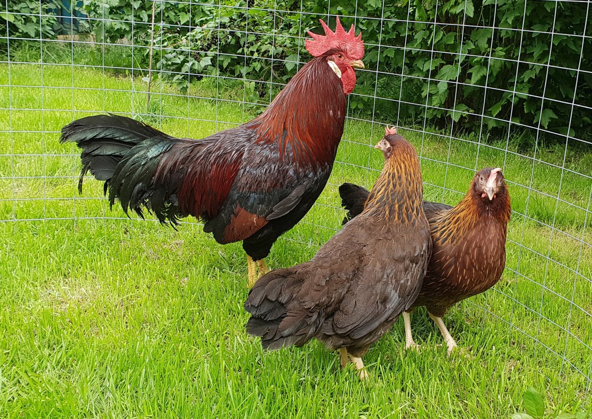 Леггорн Изабелла