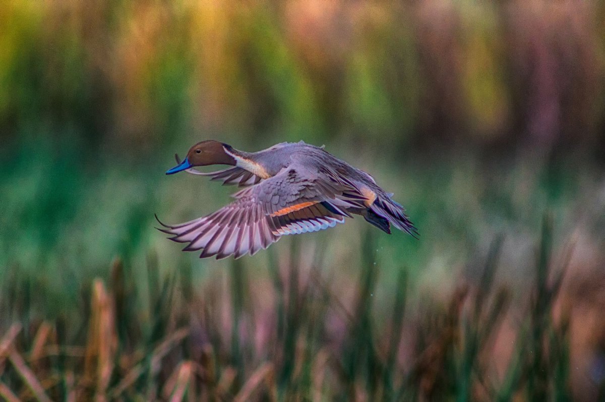 Кряква в полете