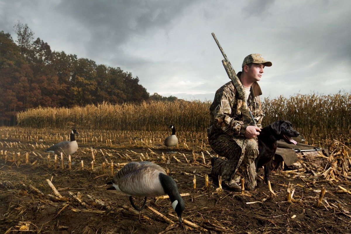 Утка кряква охота