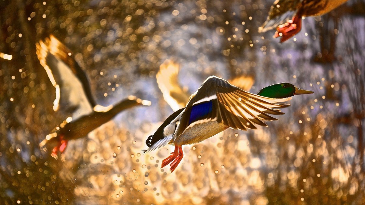 Утки взлетают