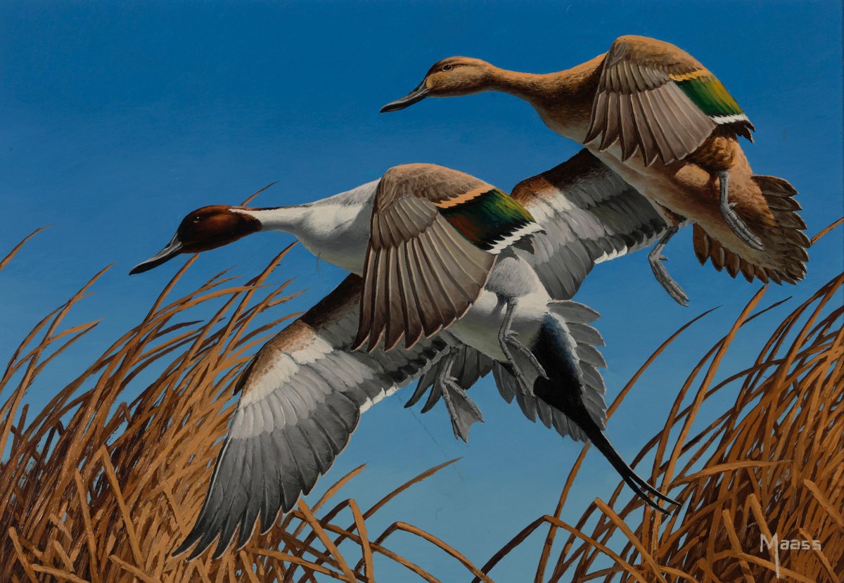 Художник David a. Maass