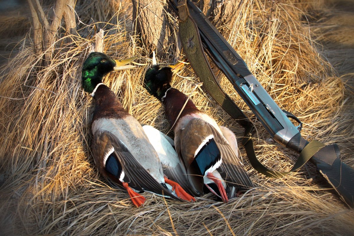 Охота на утку