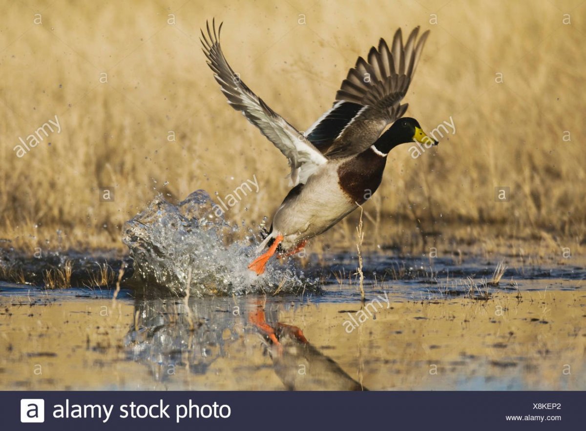 Камыши утки фон