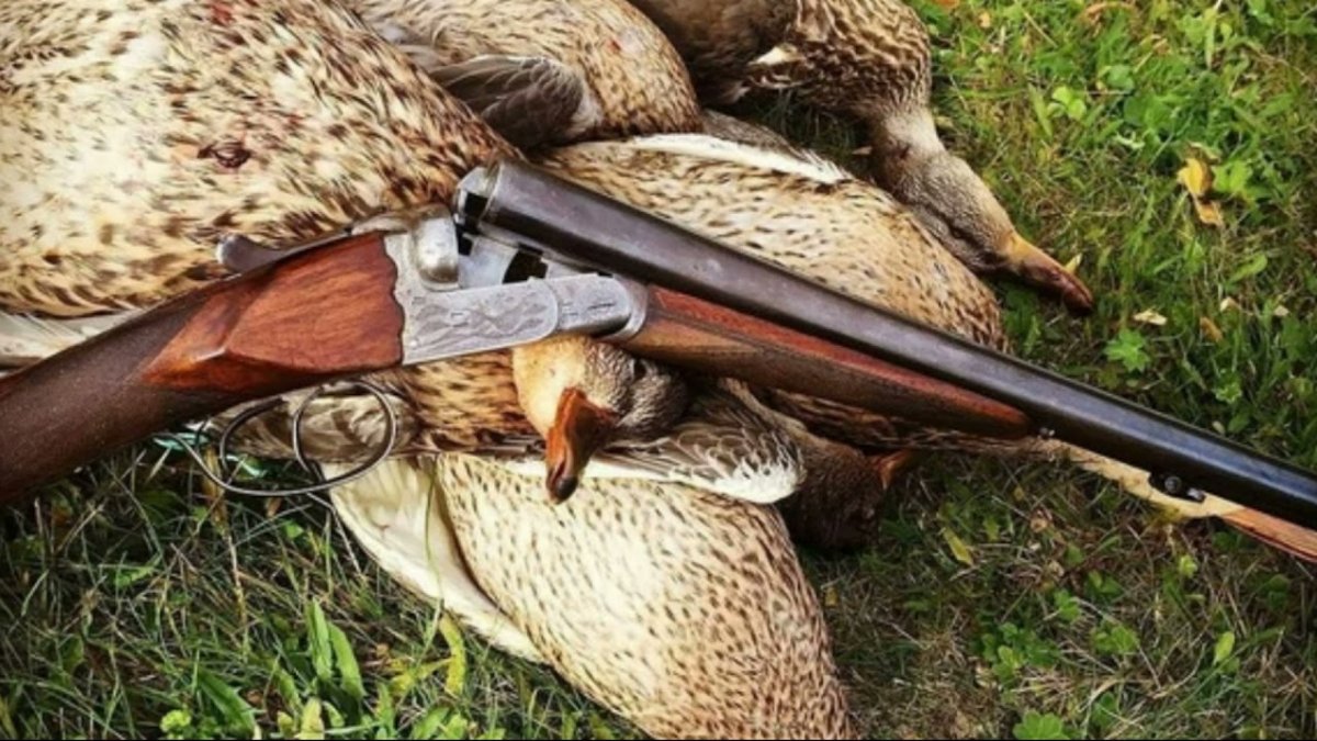 Охота на селезня с подсадной 2020