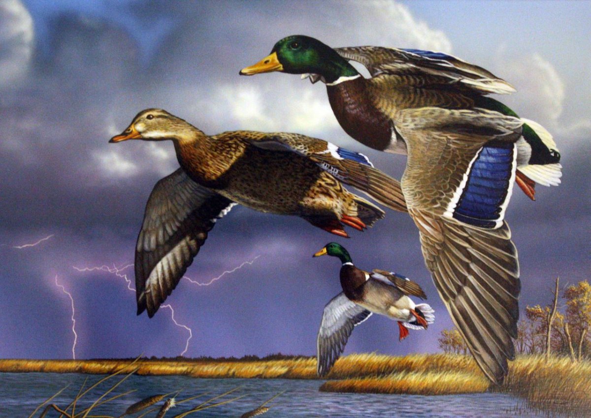 Охота на уток осенью