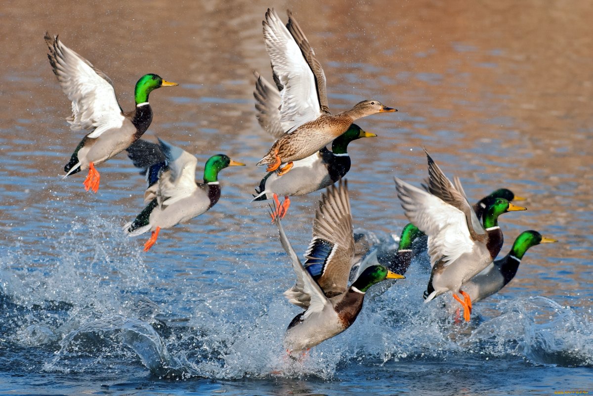 Летят две утки