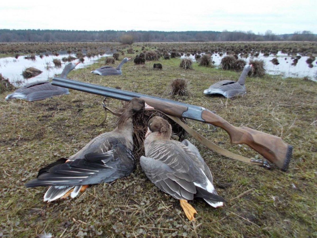Весенняя охота на вальдшнепа на тяге