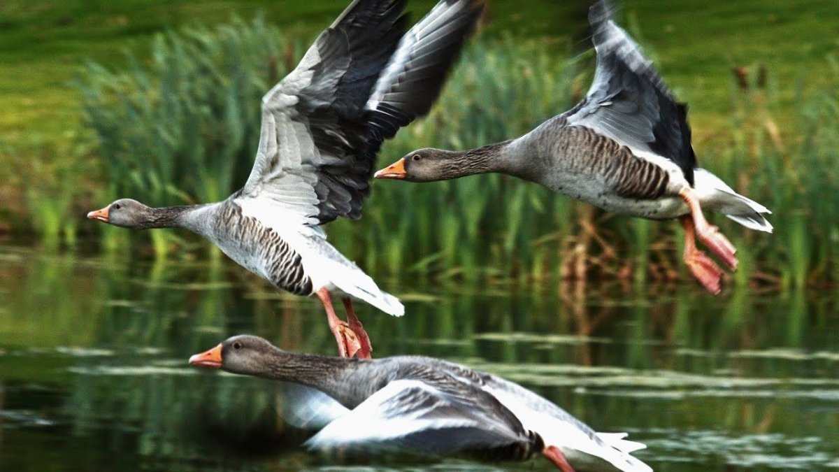 David Maass картины