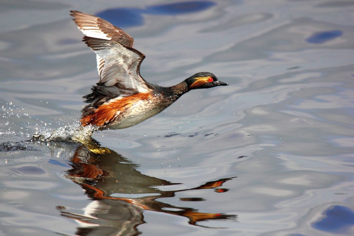 Охота на уток