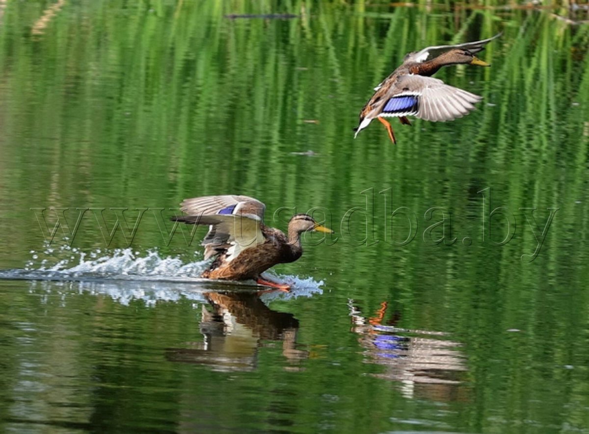 Весенняя охота на водоплавающую дичь