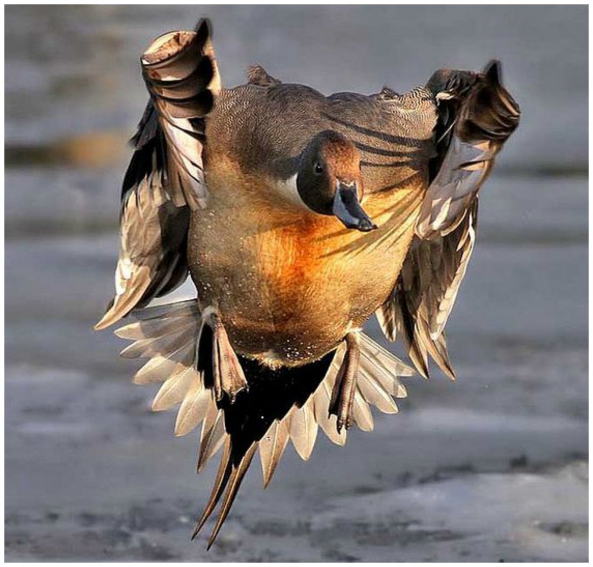 Верные птицы