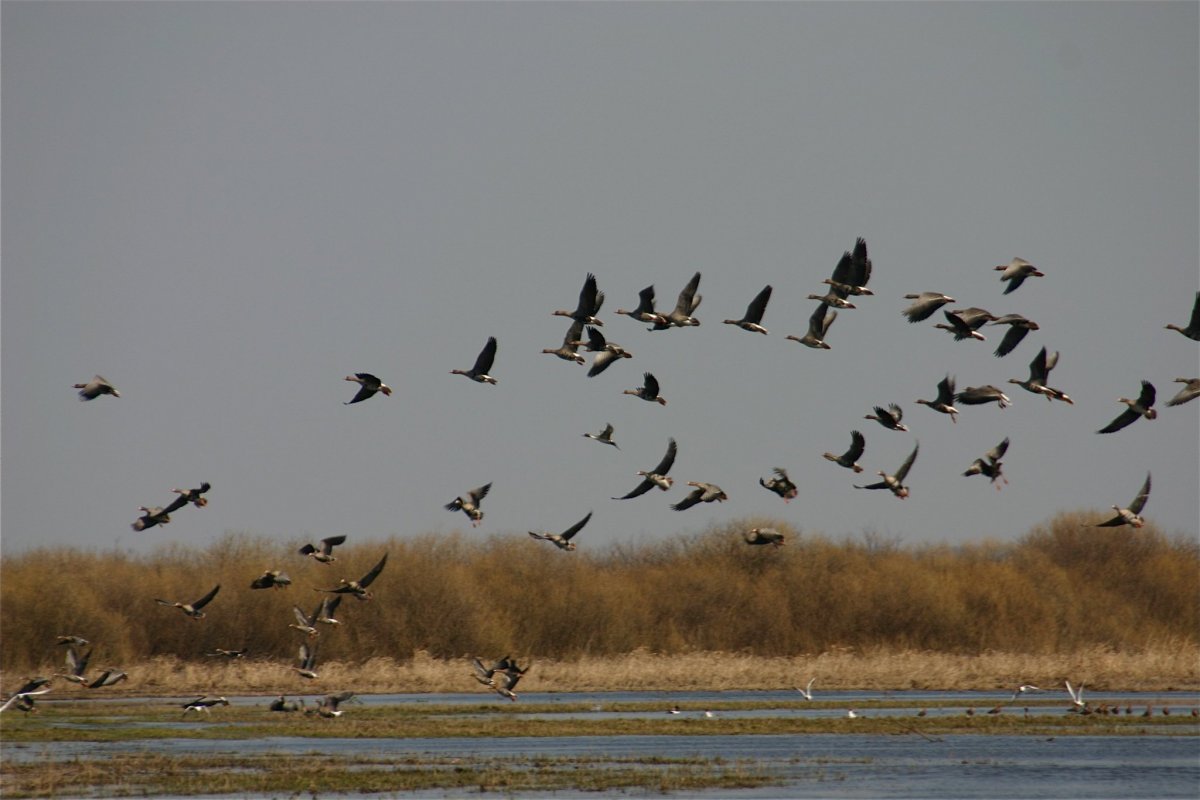 Весенняя охота на пернатую дичь
