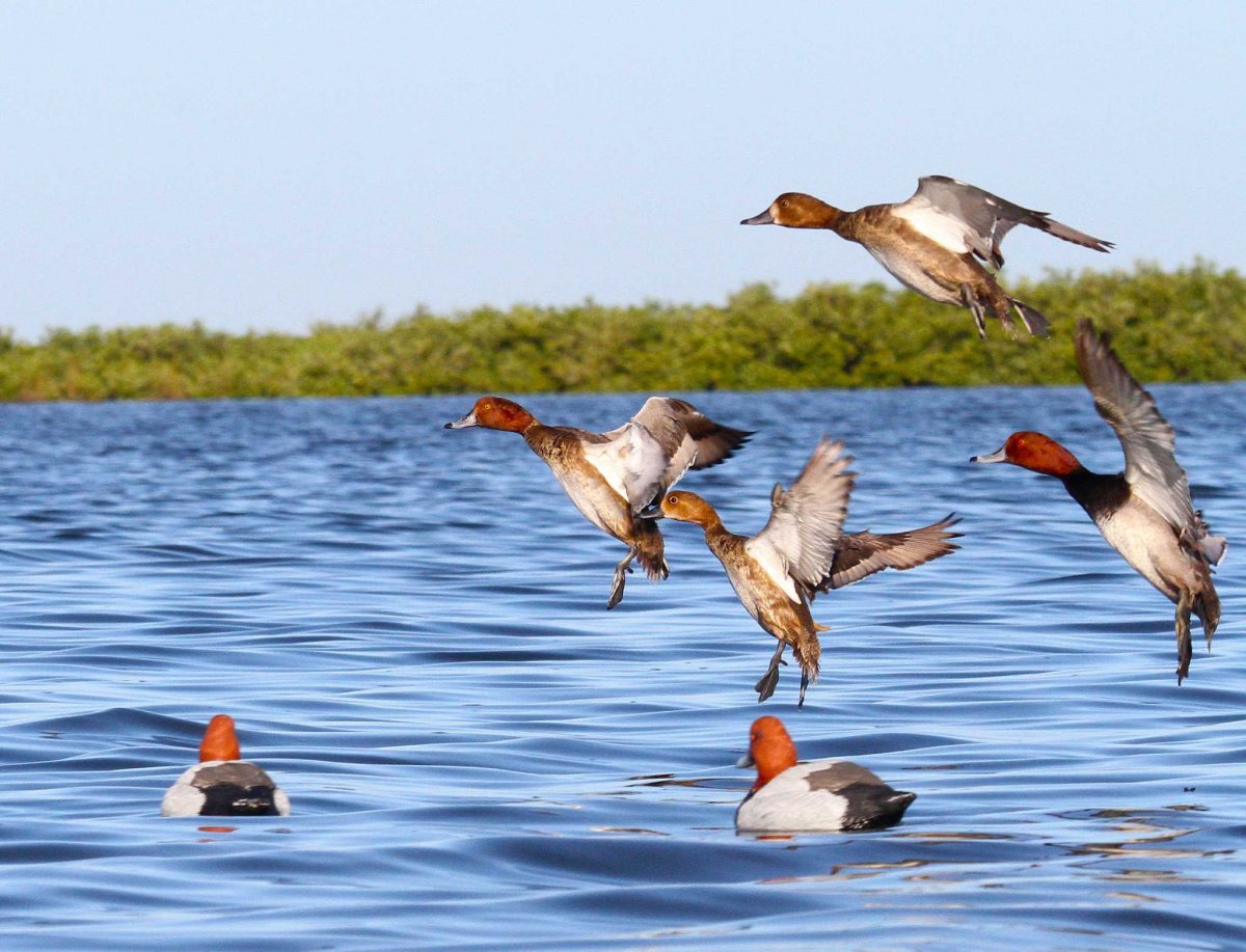 Озеро диких гусей фильм 2019