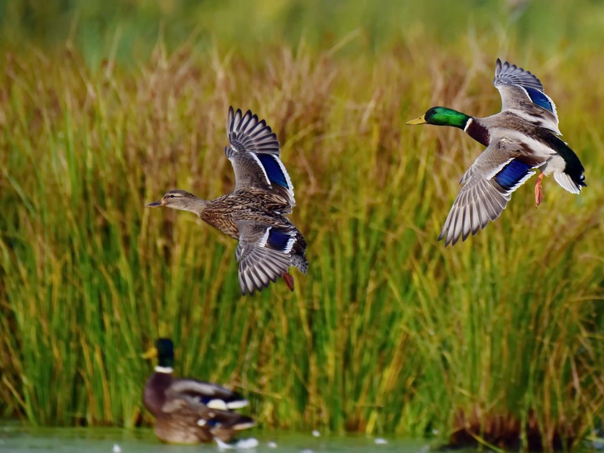 Дикие утки охота