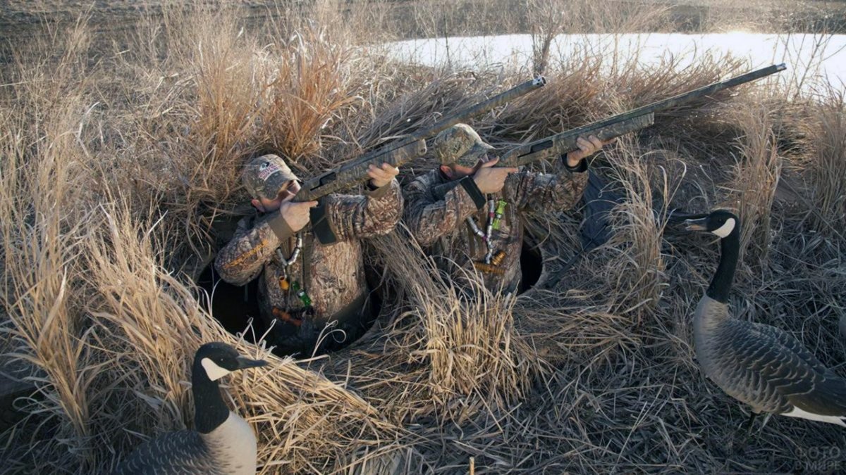 Стайка птиц